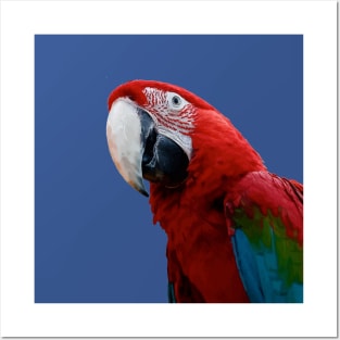 Close-Up Of A Green Winged Macaw Parrot Posters and Art